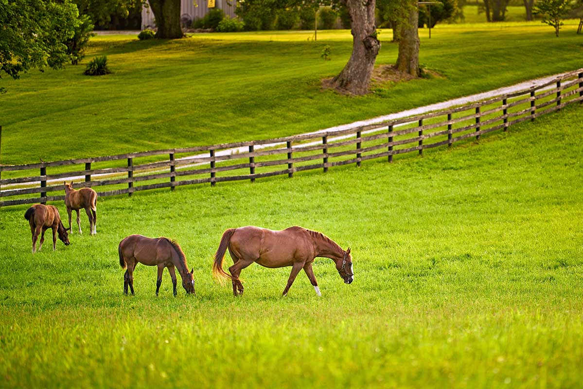 Breach Lane Grazing